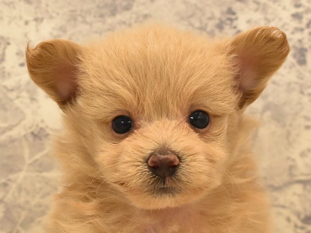 千葉県のハーフ犬・ミックス犬 (ペッツワン船橋習志野店/2024年5月13日生まれ/男の子/クリーム)の子犬